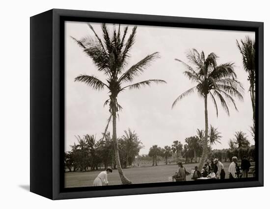 No. 1 Tee, Golf Links, Palm Beach, Fla.-null-Framed Stretched Canvas