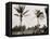 No. 1 Tee, Golf Links, Palm Beach, Fla.-null-Framed Stretched Canvas