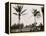 No. 1 Tee, Golf Links, Palm Beach, Fla.-null-Framed Stretched Canvas