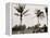 No. 1 Tee, Golf Links, Palm Beach, Fla.-null-Framed Stretched Canvas