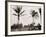 No. 1 Tee, Golf Links, Palm Beach, Fla.-null-Framed Photo