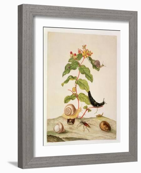 No.1146C Hypericum Baxiforum with Snails and a Beetle, 1695-Maria Sibylla Graff Merian-Framed Giclee Print