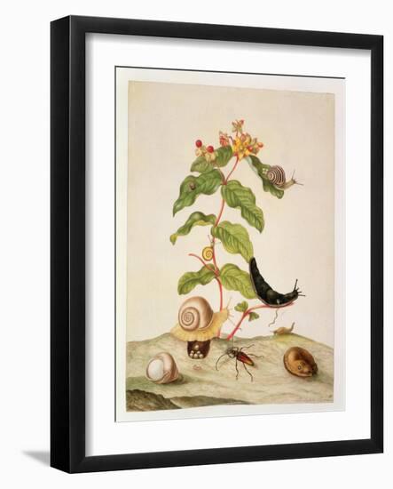 No.1146C Hypericum Baxiforum with Snails and a Beetle, 1695-Maria Sibylla Graff Merian-Framed Giclee Print