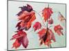 No.24 Autumn Maple Leaves-Izabella Godlewska de Aranda-Mounted Giclee Print