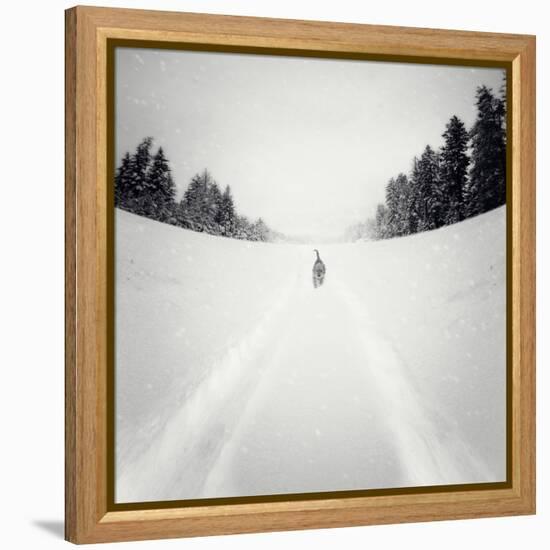 No Me Dejes-Luis Beltran-Framed Premier Image Canvas