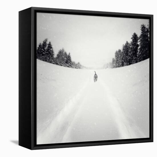 No Me Dejes-Luis Beltran-Framed Premier Image Canvas