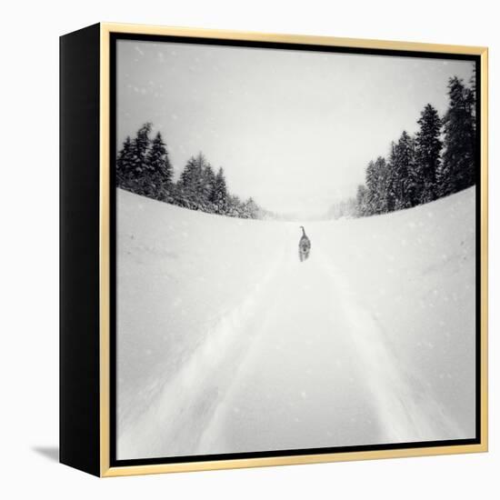 No Me Dejes-Luis Beltran-Framed Premier Image Canvas