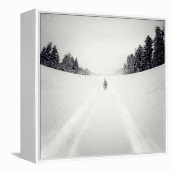 No Me Dejes-Luis Beltran-Framed Premier Image Canvas