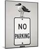 No Parking-Stephen St^ John-Mounted Art Print