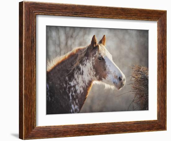 No Sharing Horse-Jai Johnson-Framed Giclee Print