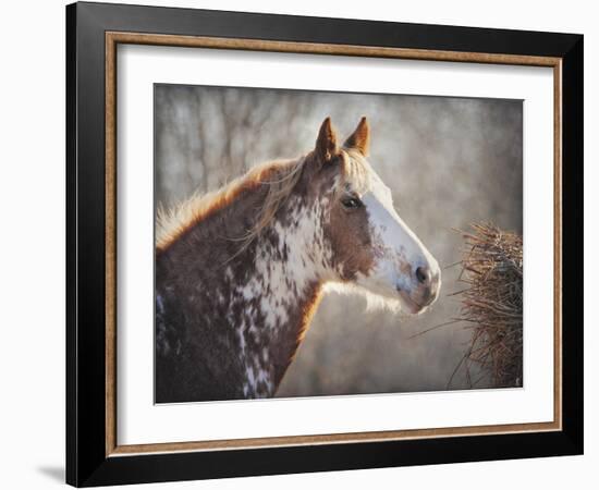 No Sharing Horse-Jai Johnson-Framed Giclee Print