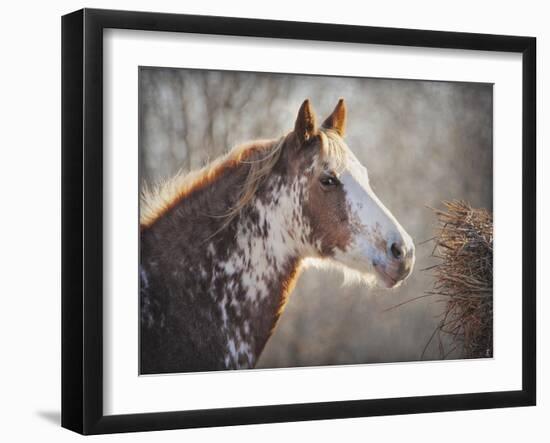 No Sharing Horse-Jai Johnson-Framed Giclee Print