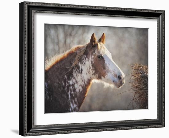 No Sharing Horse-Jai Johnson-Framed Giclee Print