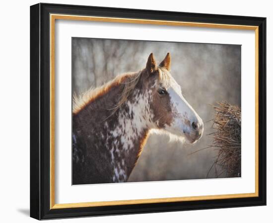 No Sharing Horse-Jai Johnson-Framed Giclee Print