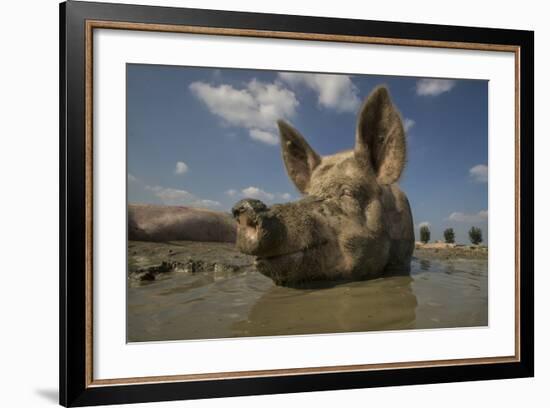 No Stress-Gert Van Den-Framed Photographic Print