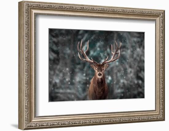 Noble Deer Male in Winter Snow Forest. Artistic Winter Christmas Landscape.-null-Framed Photographic Print