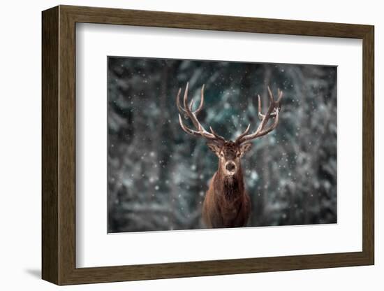 Noble Deer Male in Winter Snow Forest. Artistic Winter Christmas Landscape.-null-Framed Photographic Print