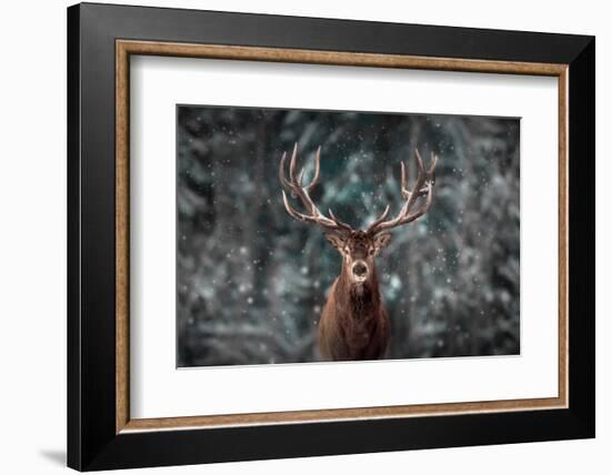 Noble Deer Male in Winter Snow Forest. Artistic Winter Christmas Landscape.-null-Framed Photographic Print