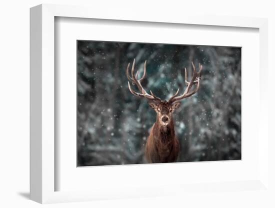 Noble Deer Male in Winter Snow Forest. Artistic Winter Christmas Landscape.-null-Framed Photographic Print