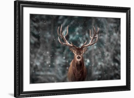 Noble Deer Male in Winter Snow Forest. Artistic Winter Christmas Landscape.-null-Framed Photographic Print