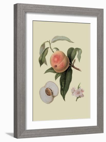 Noble Peach-William Hooker-Framed Art Print