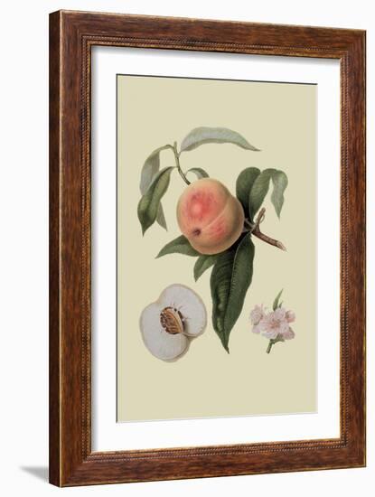 Noble Peach-William Hooker-Framed Art Print