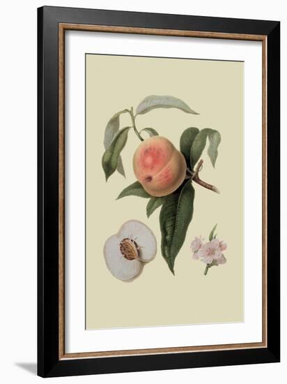 Noble Peach-William Hooker-Framed Art Print