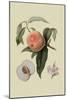 Noble Peach-William Hooker-Mounted Art Print