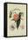 Noble Peach-William Hooker-Framed Stretched Canvas