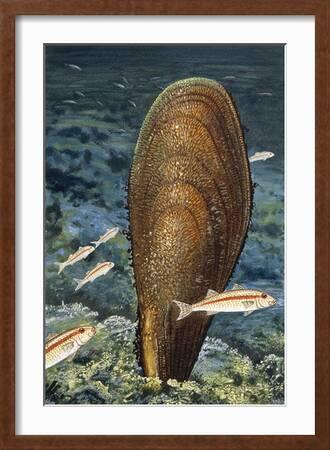 American Museum of Natural History — The noble pen shell (Pinna nobilis) is  one of the