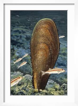 American Museum of Natural History — The noble pen shell (Pinna nobilis) is  one of the