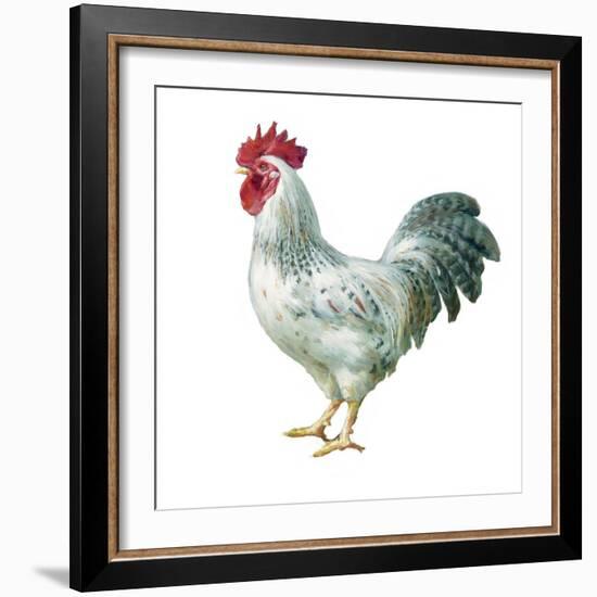 Noble Rooster IV on White-Danhui Nai-Framed Art Print