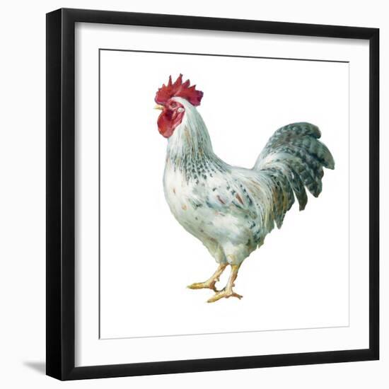 Noble Rooster IV on White-Danhui Nai-Framed Art Print