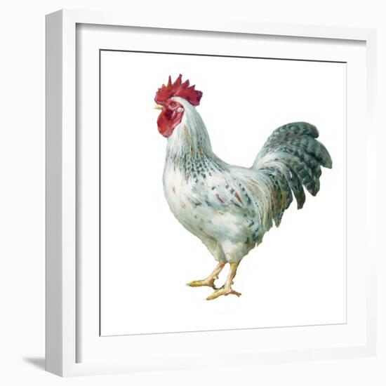Noble Rooster IV on White-Danhui Nai-Framed Art Print