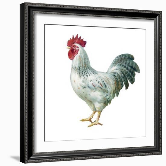 Noble Rooster IV on White-Danhui Nai-Framed Art Print