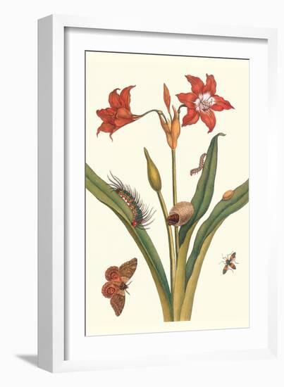 Nocturnal Moth Caterpillar on a Barbados Lilly and a Coreidae Bug-Maria Sibylla Merian-Framed Premium Giclee Print