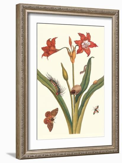 Nocturnal Moth Caterpillar on a Barbados Lilly and a Coreidae Bug-Maria Sibylla Merian-Framed Art Print