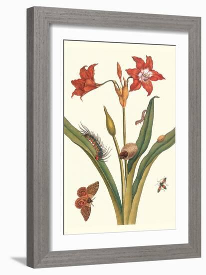 Nocturnal Moth Caterpillar on a Barbados Lilly and a Coreidae Bug-Maria Sibylla Merian-Framed Art Print