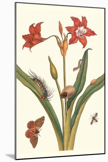 Nocturnal Moth Caterpillar on a Barbados Lilly and a Coreidae Bug-Maria Sibylla Merian-Mounted Art Print