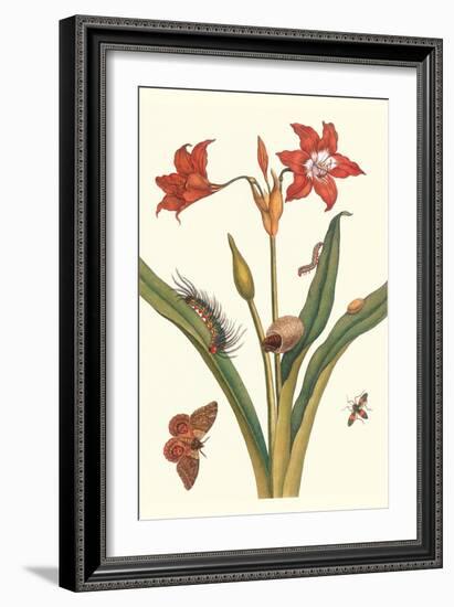 Nocturnal Moth Caterpillar on a Barbados Lilly and a Coreidae Bug-Maria Sibylla Merian-Framed Art Print