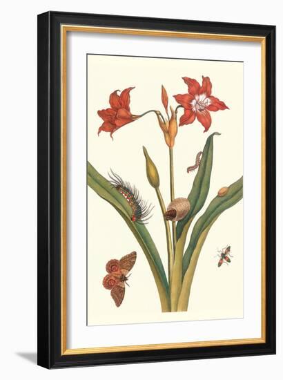 Nocturnal Moth Caterpillar on a Barbados Lilly and a Coreidae Bug-Maria Sibylla Merian-Framed Art Print
