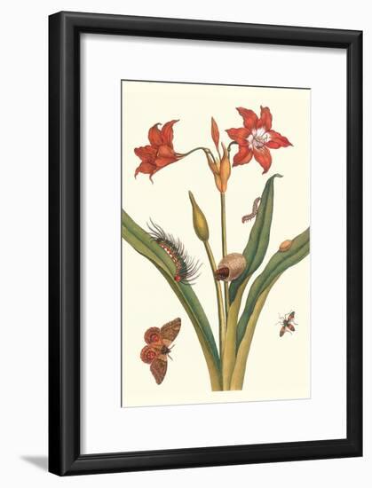 Nocturnal Moth Caterpillar on a Barbados Lilly and a Coreidae Bug-Maria Sibylla Merian-Framed Art Print