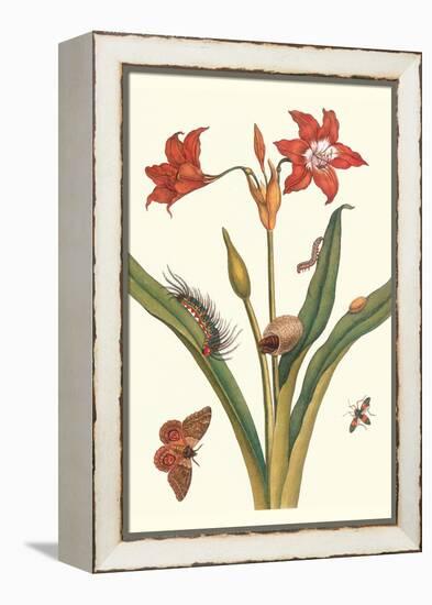 Nocturnal Moth Caterpillar on a Barbados Lilly and a Coreidae Bug-Maria Sibylla Merian-Framed Stretched Canvas