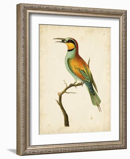 Nodder Tropical Bird I-Frederick P. Nodder-Framed Art Print