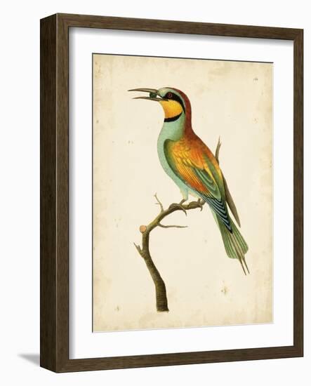 Nodder Tropical Bird I-Frederick P. Nodder-Framed Art Print