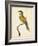 Nodder Tropical Bird I-Frederick P. Nodder-Framed Art Print