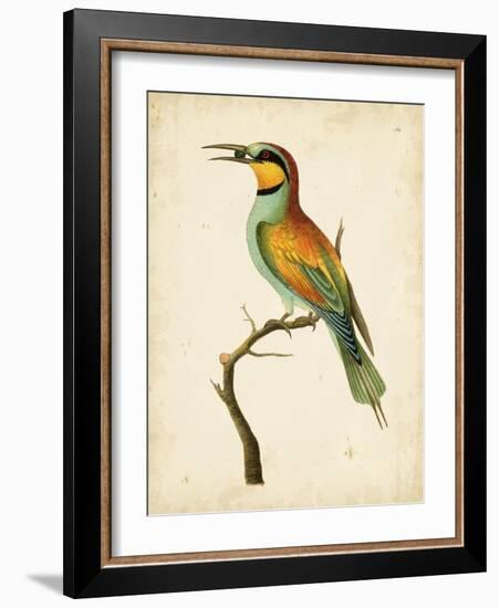 Nodder Tropical Bird I-Frederick P. Nodder-Framed Art Print