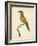 Nodder Tropical Bird I-Frederick P. Nodder-Framed Art Print