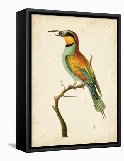 Nodder Tropical Bird I-Frederick P. Nodder-Framed Stretched Canvas