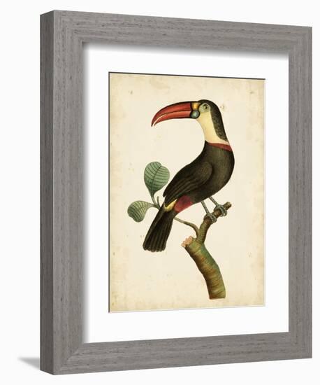 Nodder Tropical Bird III-Frederick P. Nodder-Framed Art Print